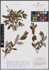 Foto von Salix caprea L. x Salix eleagnos Scop.
